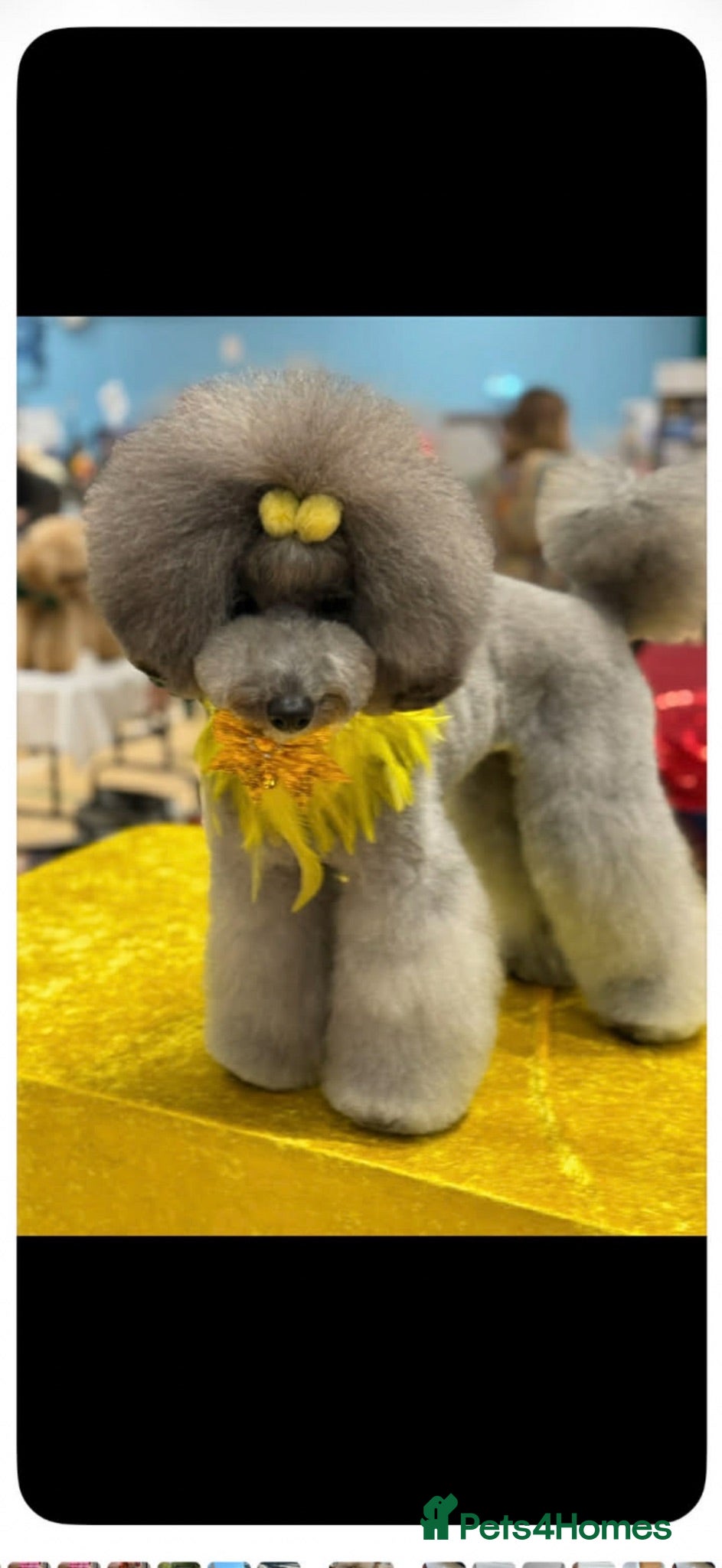 Miniature Poodle dogs Silver miniature poodle pups - Advert 2