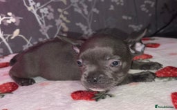 French Bulldog dogs for sale: French bulldog puppy’s - Image 10