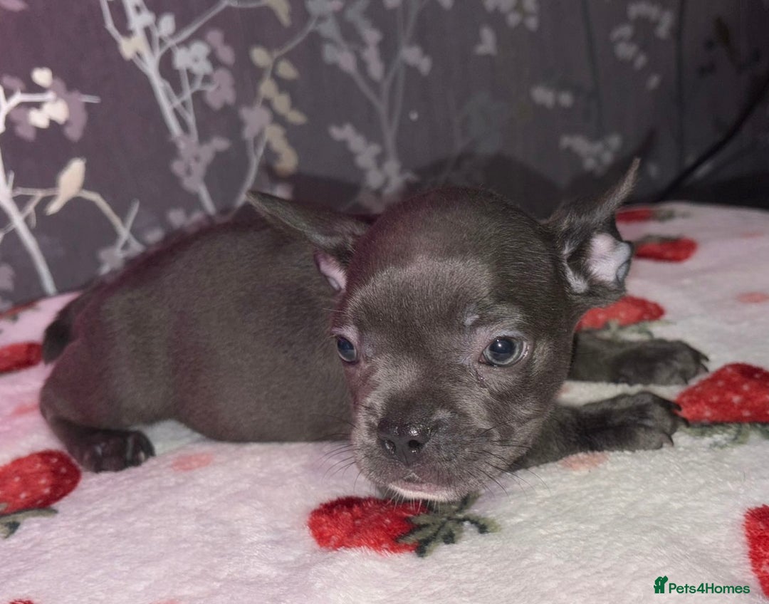 French Bulldog dogs for sale: French bulldog puppy’s - Image 10