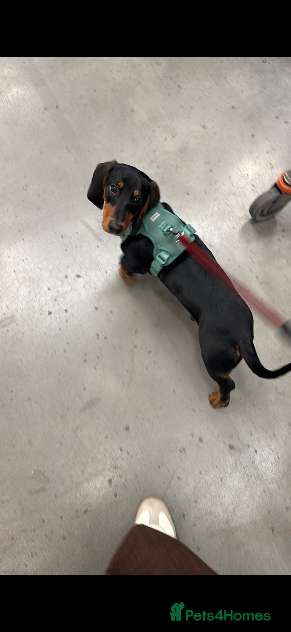 Dachshund dogs for sale: 7 month old puppy in Prenton - Advert 3