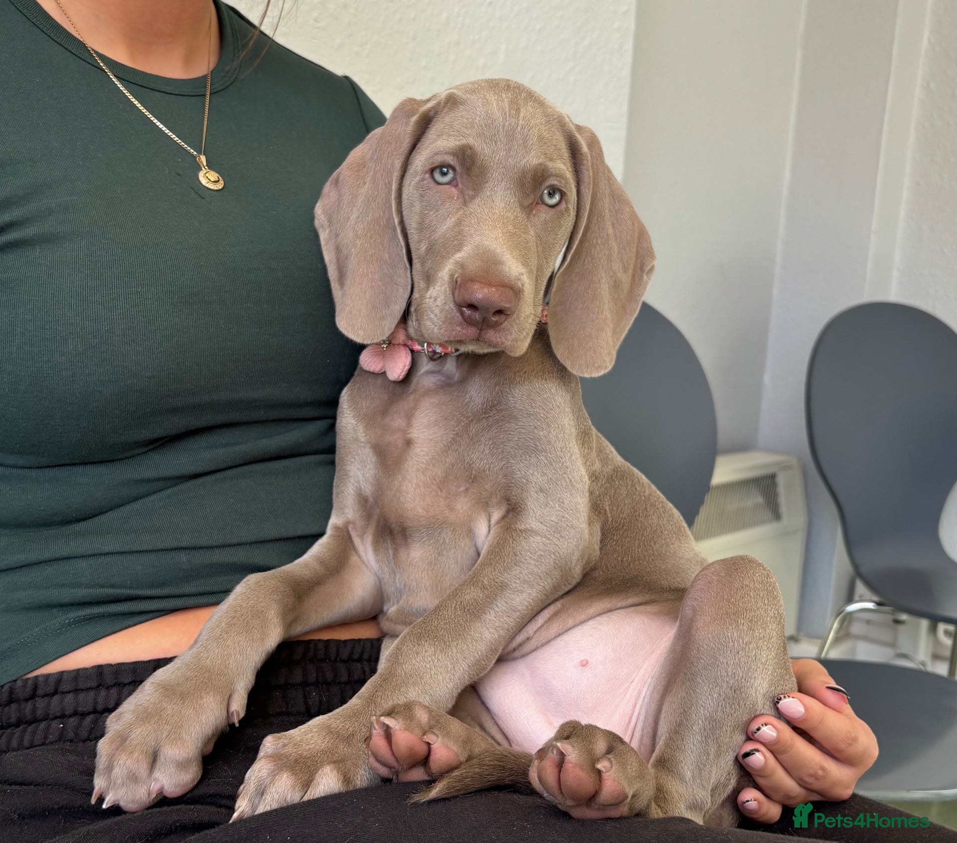 Weimaraner dogs 🩷Last girl ready to leave🩷 KC REG WEIMARANER - Advert 5
