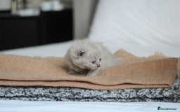 British Shorthair cats for sale: 🩶🐈🐾 Stunning BSH Kittens 🩶🐈🐾 - Image 4
