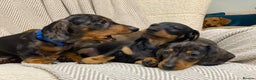 Miniature Dachshund dogs for sale: KC PRA CLR Miniature dachshunds  - Advert 19