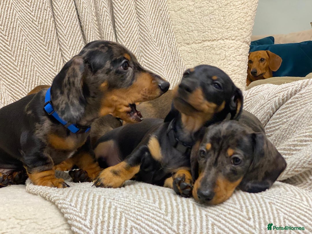 Miniature Dachshund dogs for sale: KC PRA CLR Miniature dachshunds  - Advert 19