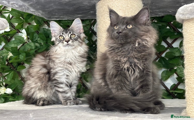 Maine Coon cats - Advert 1