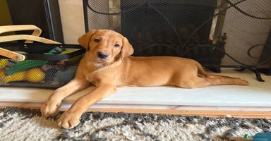 Labrador Retriever dogs in Houghton le Spring - Advert 6