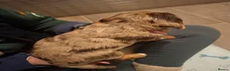 Cockalier dogs for sale: Health tested parents 5⭐️ breeder - Advert 9