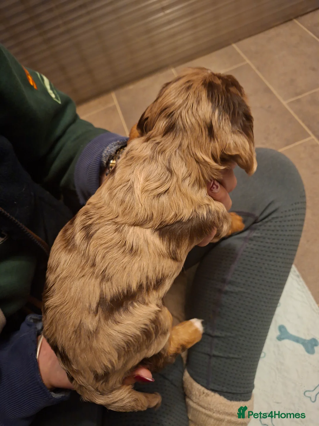 Cockalier dogs for sale: Health tested parents 5⭐️ breeder - Advert 9