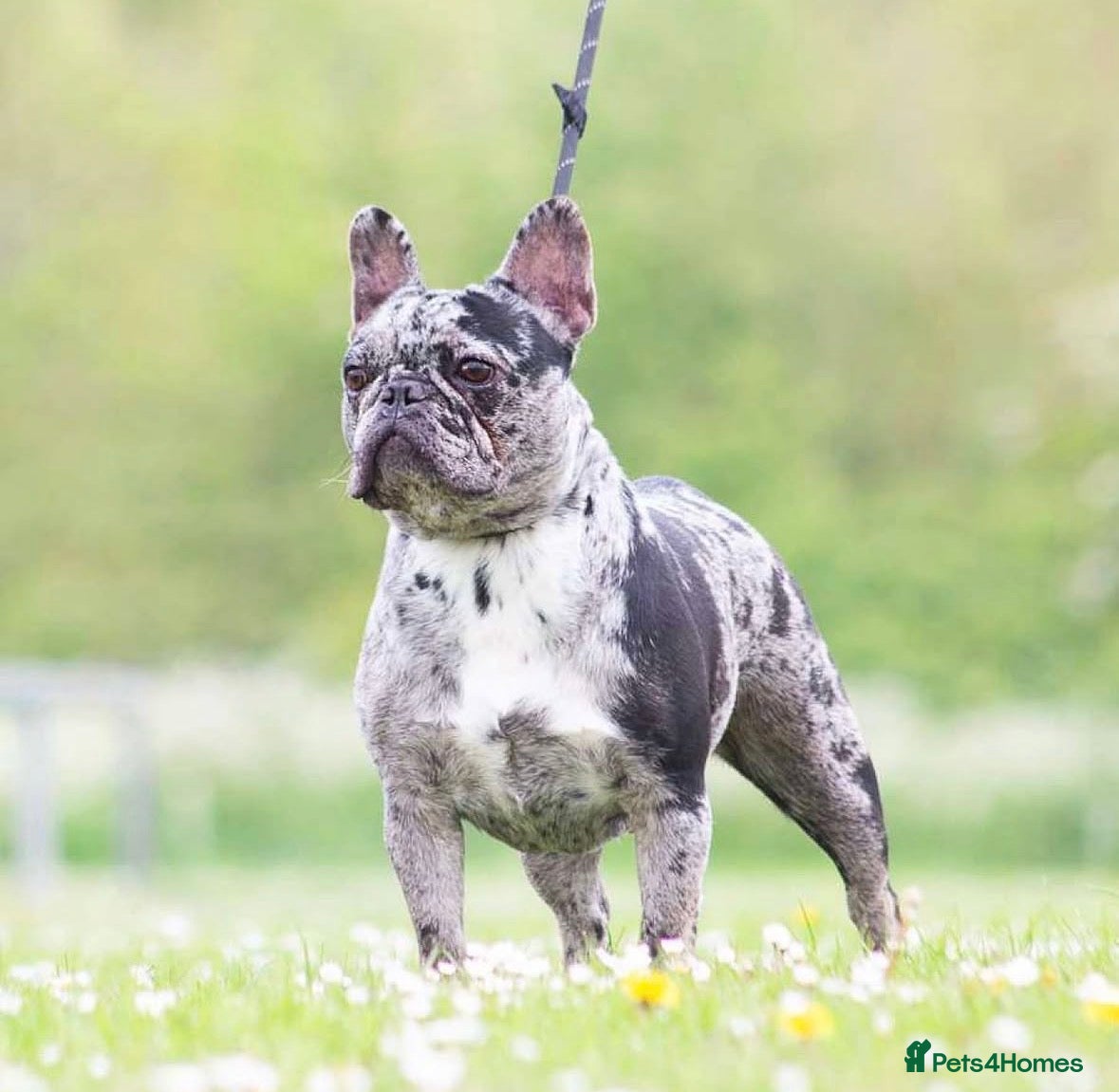 French Bulldog dogs 7 beautiful French bulldog puppies  - Advert 2