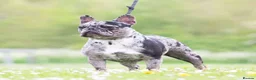 French Bulldog dogs for sale: 7 beautiful French bulldog puppies  - Advert 1