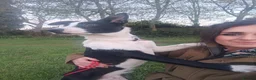 Border Collie dogs for sale: Boy Border collie for sale - Advert 8