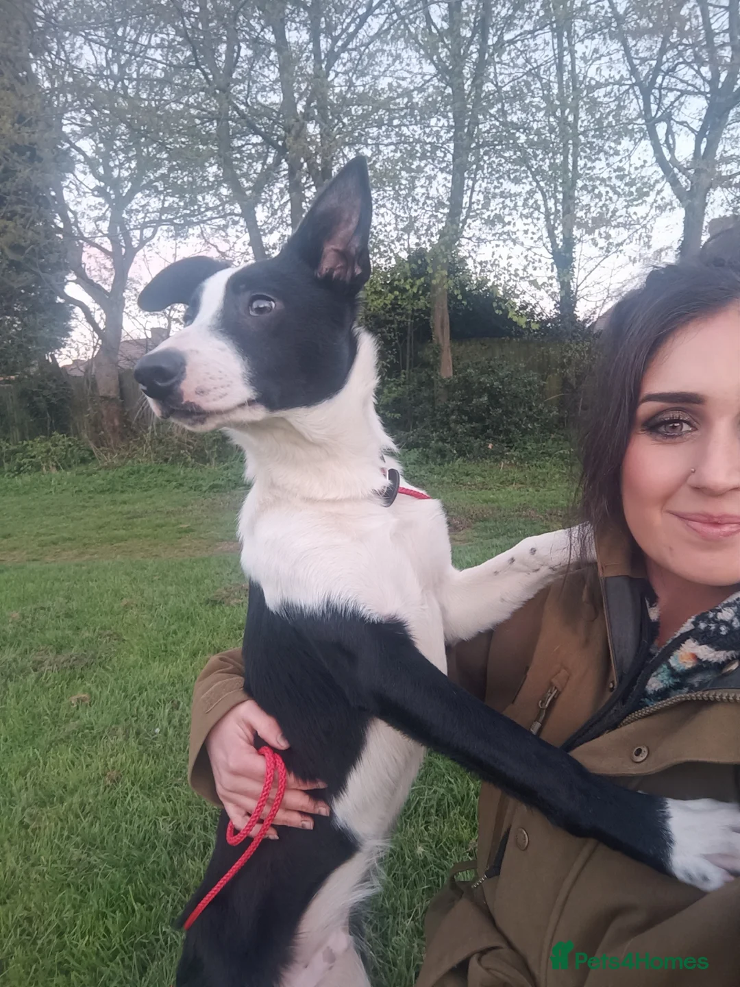 Border Collie dogs for sale: Boy Border collie for sale - Advert 8