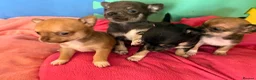 Chihuahua dogs for sale:  Chihuahua Puppies – 2 Boys 2 Girls Ready Soon - Advert 1