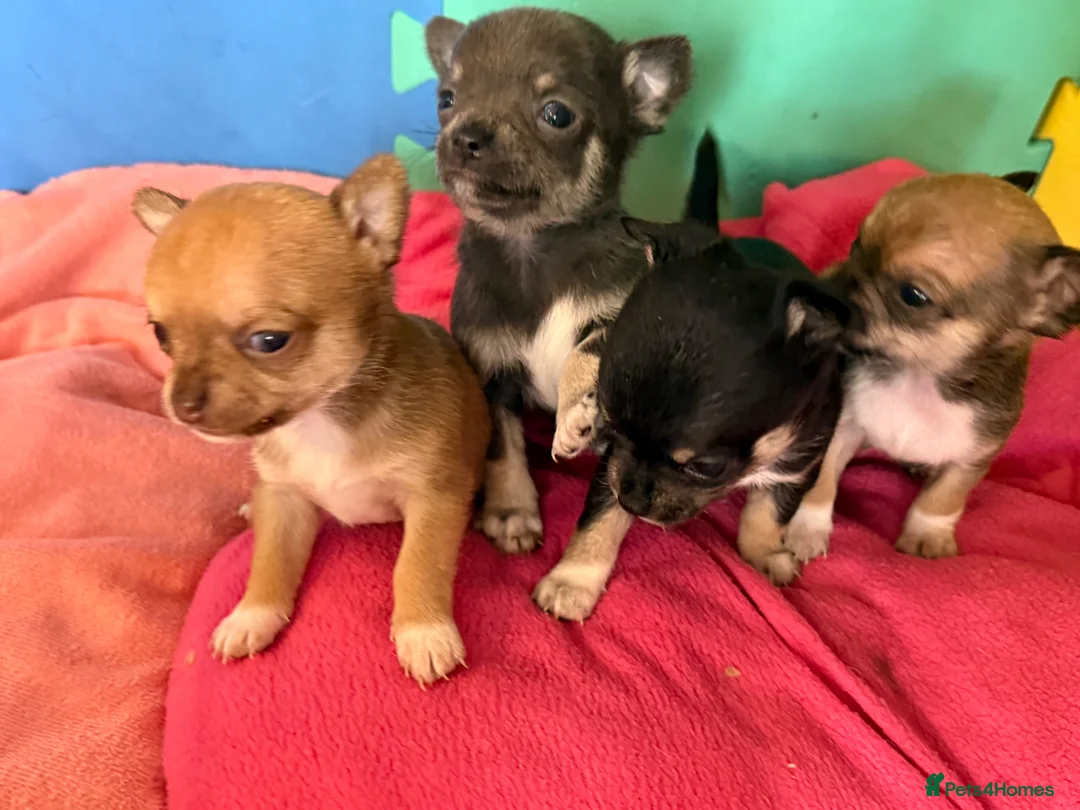 Chihuahua dogs for sale:  Chihuahua Puppies – 2 Boys 2 Girls Ready Soon - Advert 1