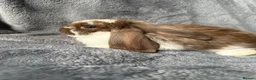 French Lop rabbits for sale: French lop  - Advert 9