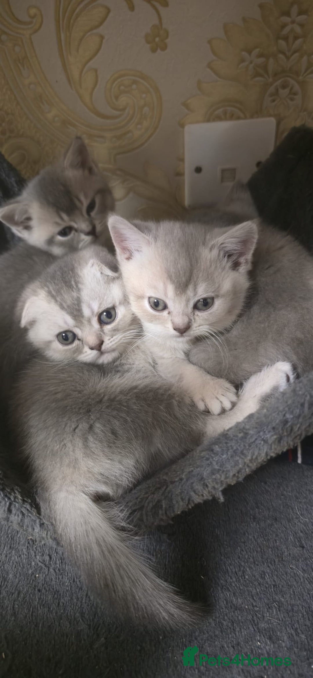 Scottish Fold cats for sale: Ready to leave cute kittens  - Image 20