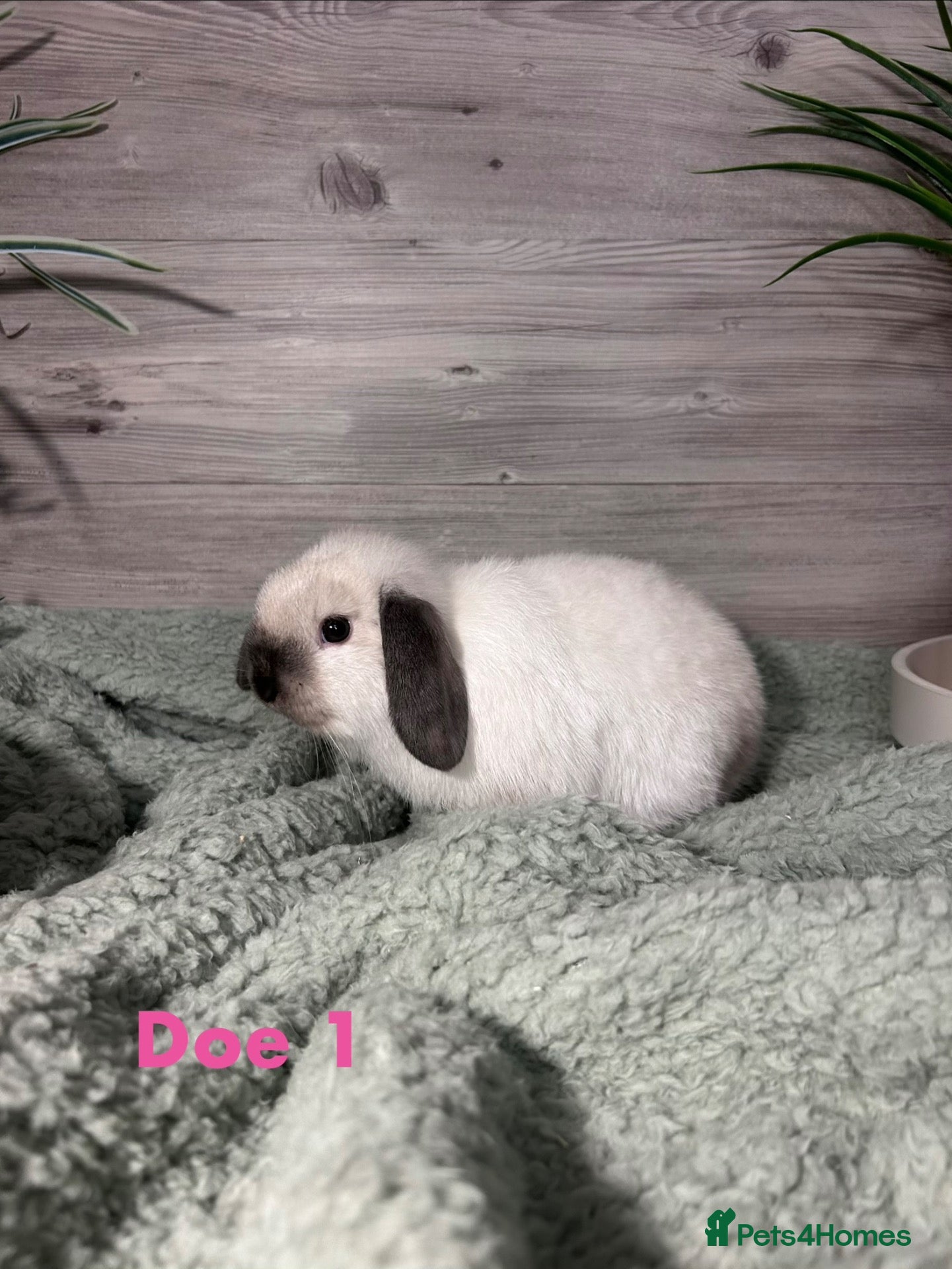 Mini Lop rabbits Mini Lop Bunnies - Advert 7