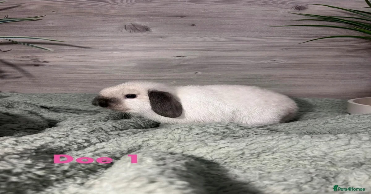 Mini Lop Rabbits for Sale for sale in Chelmsford, Essex | Pets4Homes