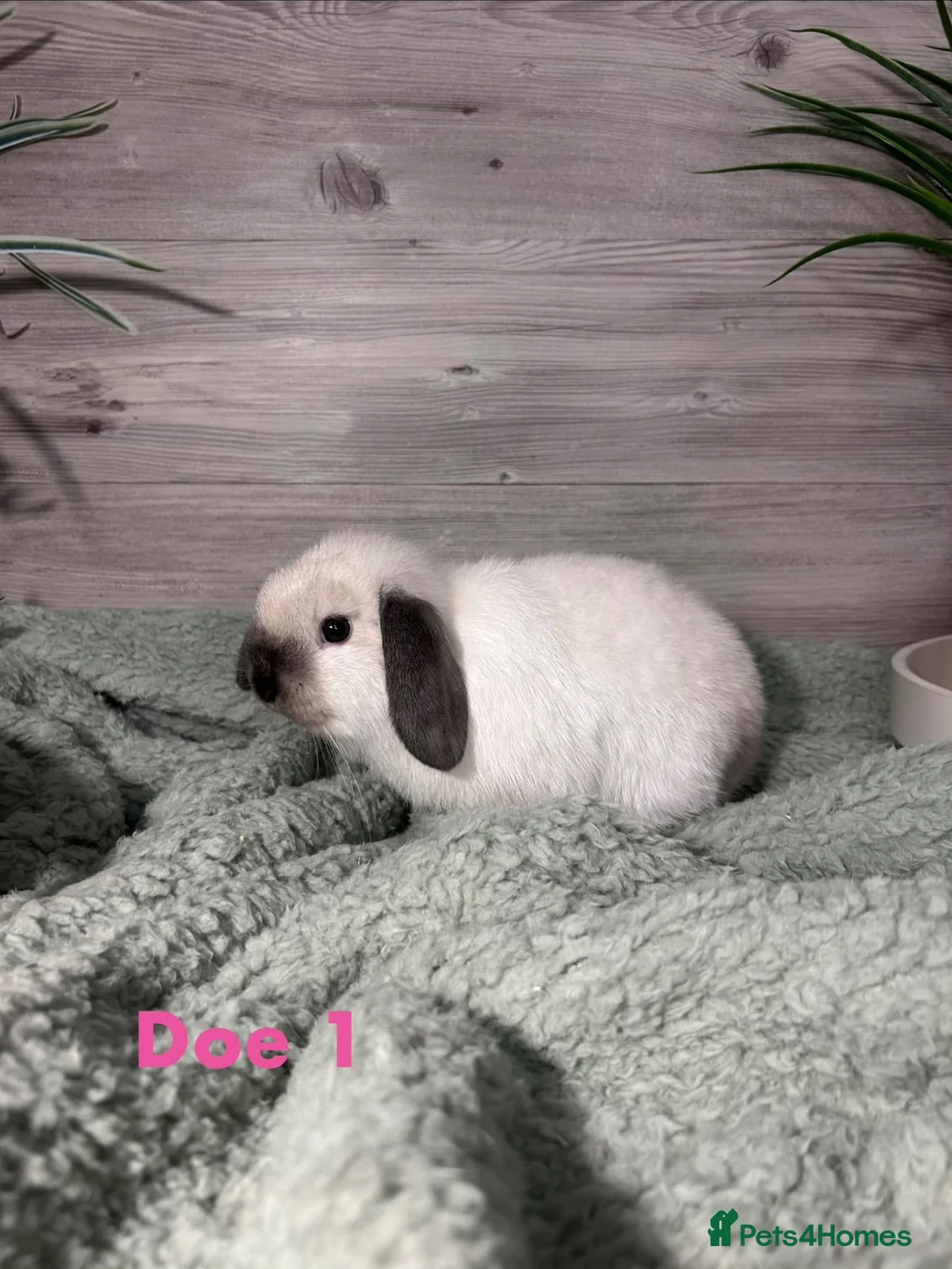 Mini Lop rabbits for sale: Mini Lop Bunnies - Advert 1
