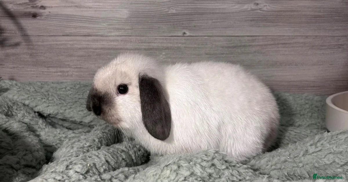 5 Rabits Rabbits for Sale for sale in Southend-on-Sea, Essex | Pets4Homes