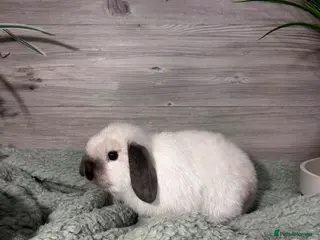 Mini Lop rabbits Mini Lop Bunnies - Advert 4