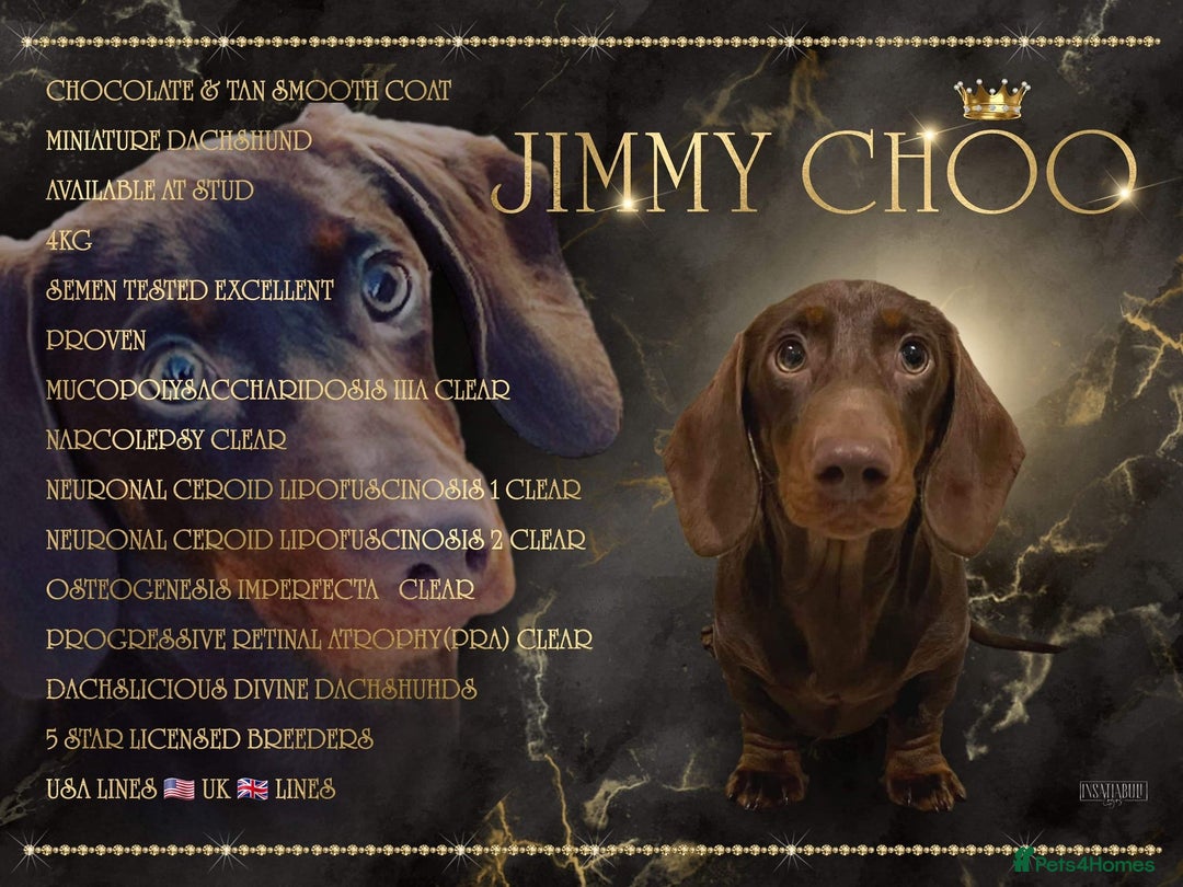 Miniature Dachshund dogs for sale: Miniature Dachshund Black and Tan Boy smooth hair - Advert 7