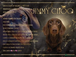 Miniature Dachshund dogs - Advert 3