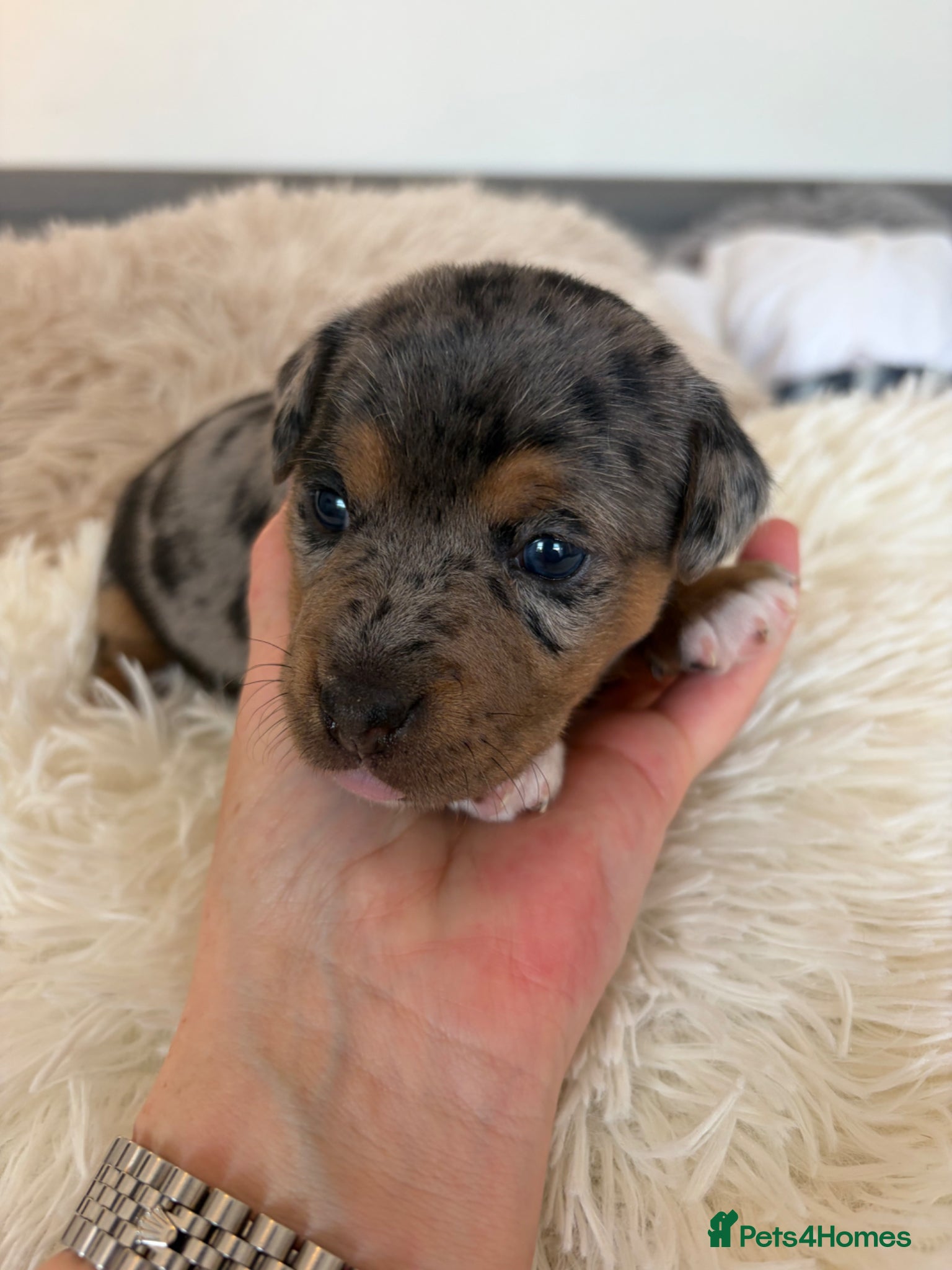 Jack Russell dogs Miniature Jack Russell puppies  - Advert 1