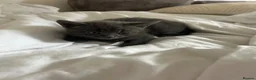 Mixed Breed cats for sale: Beautiful kittens  - Advert 6