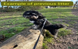 Mixed Breed dogs for sale: Poodle-Pekingese (peekapoo) pups. Fully vaccinated - Image 17