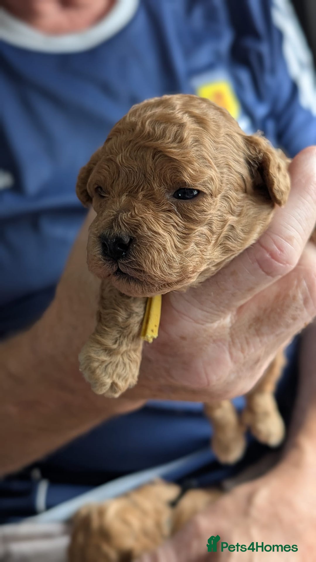 Shihpoo dogs for sale: Toy f1bb shipoo - Image 7