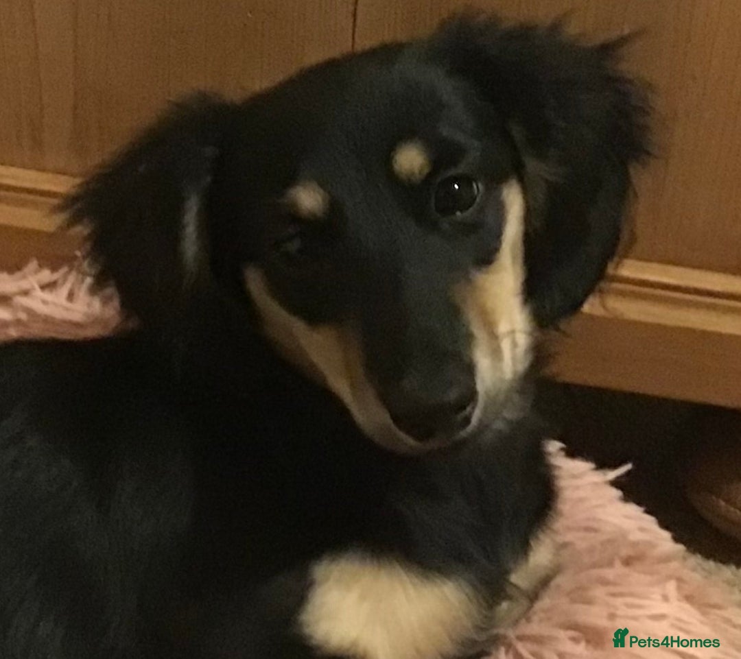 Miniature Dachshund dogs for sale: Beautiful KC miniature dachshund girl - Advert 1