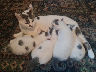 Mixed Breed cats Babygirl - Advert 2