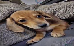 Miniature Dachshund dogs for sale: 10% legs 90% sass 100% lovable  - Image 6