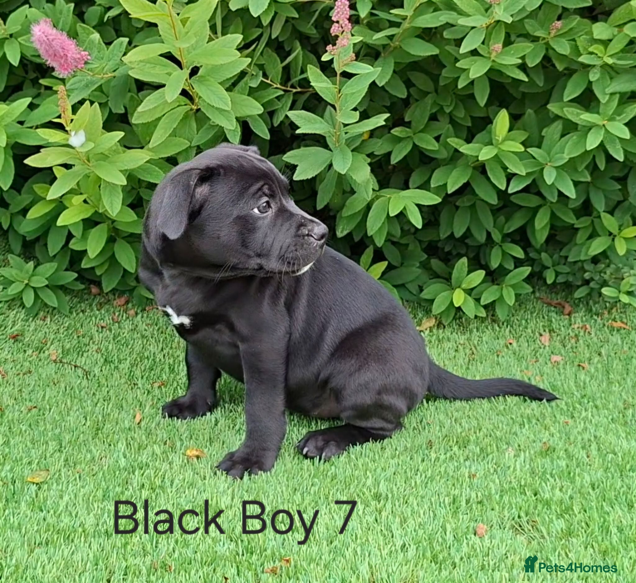 Staffordshire Bull Terrier dogs Classic Staffordshire Bull Terrier Puppies  - Advert 2