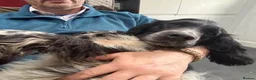 Cocker Spaniel dogs for adoption: Lucy  - Advert 2