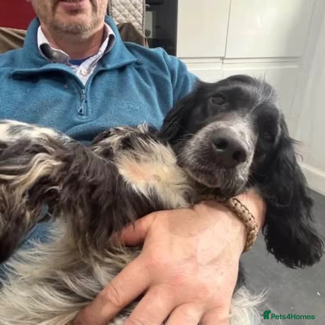 Cocker Spaniel dogs for adoption: Lucy  - Advert 2