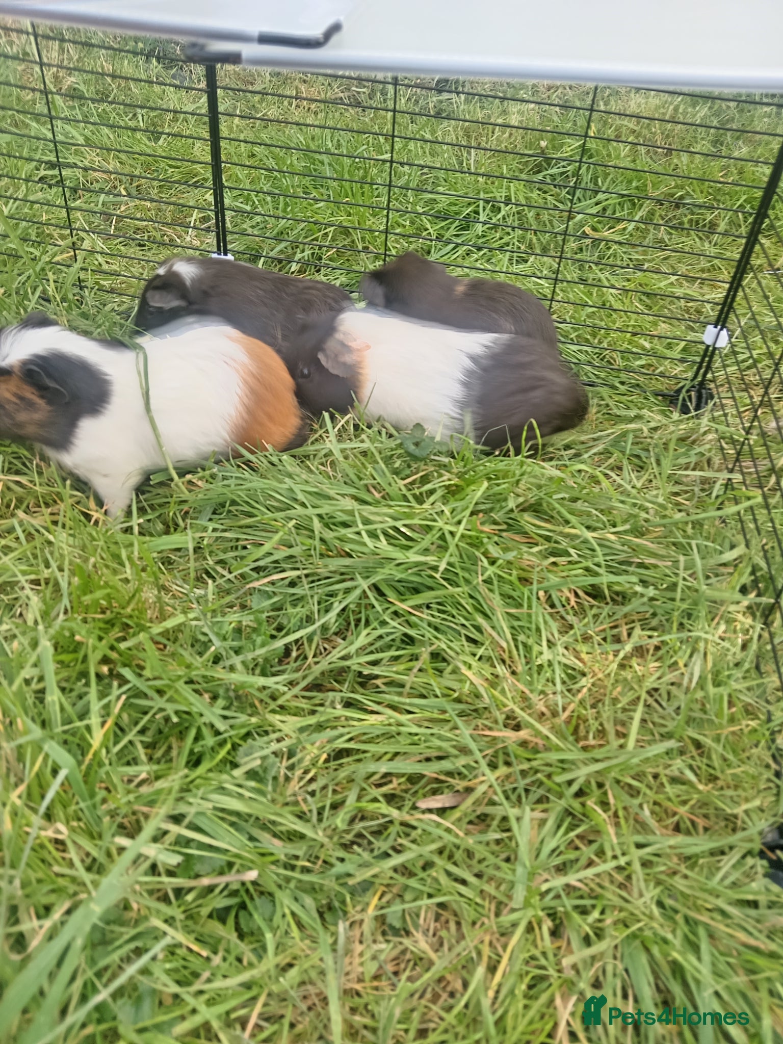 Guinea Pig rodents Guinea pigs available  - Advert 2