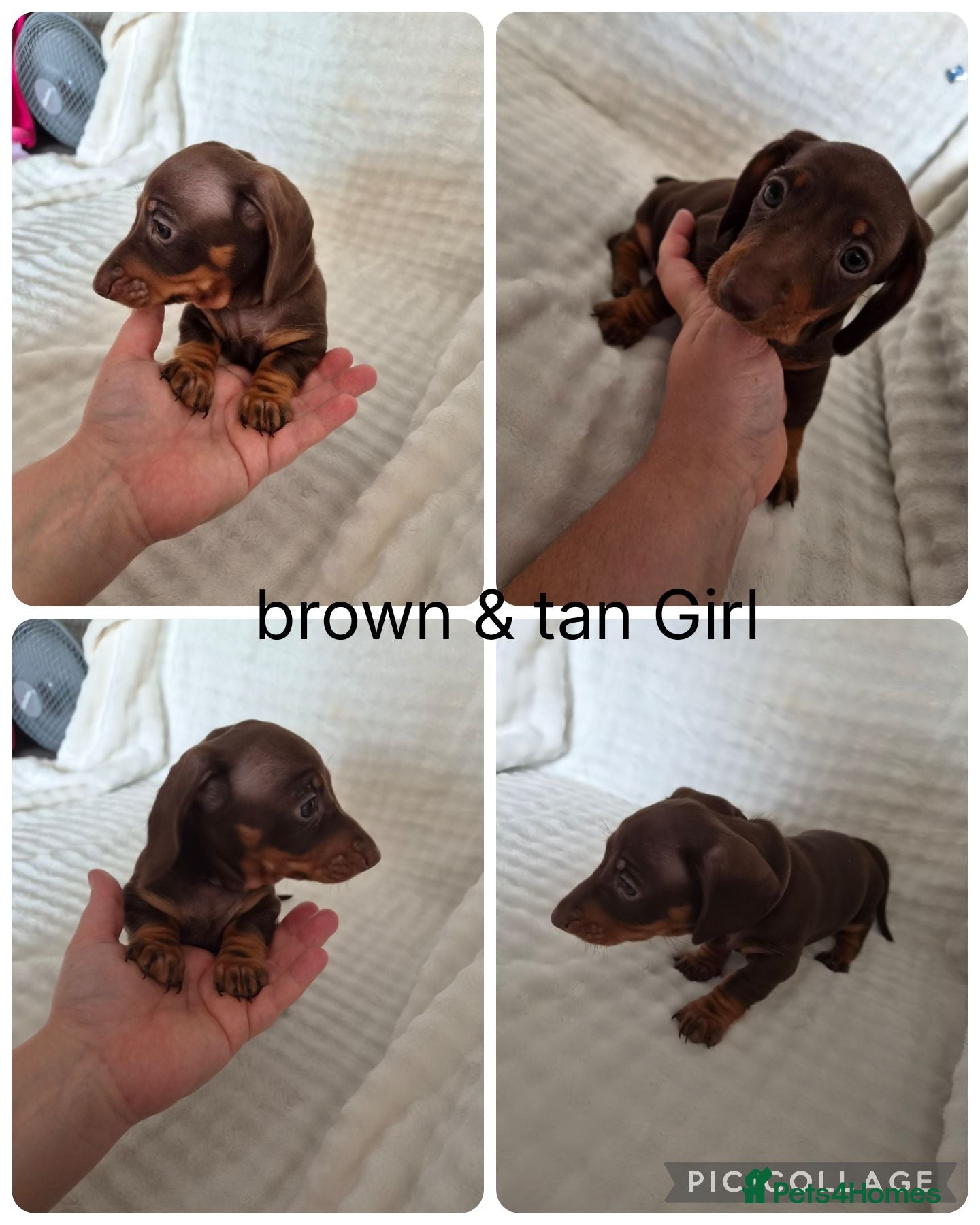 Miniature Dachshund dogs Miniature Dachshund - Advert 3