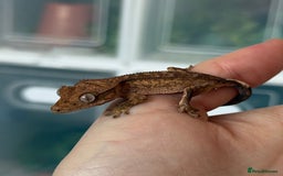 Gecko reptiles for sale: Crested gecko babies- various morphs in Southampton - Image 2