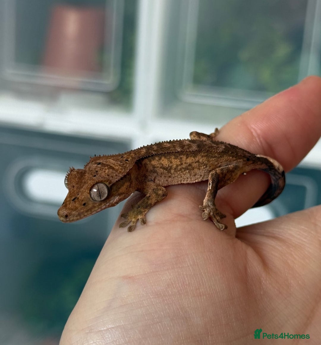 Gecko reptiles for sale: Crested gecko babies- various morphs in Southampton - Image 2