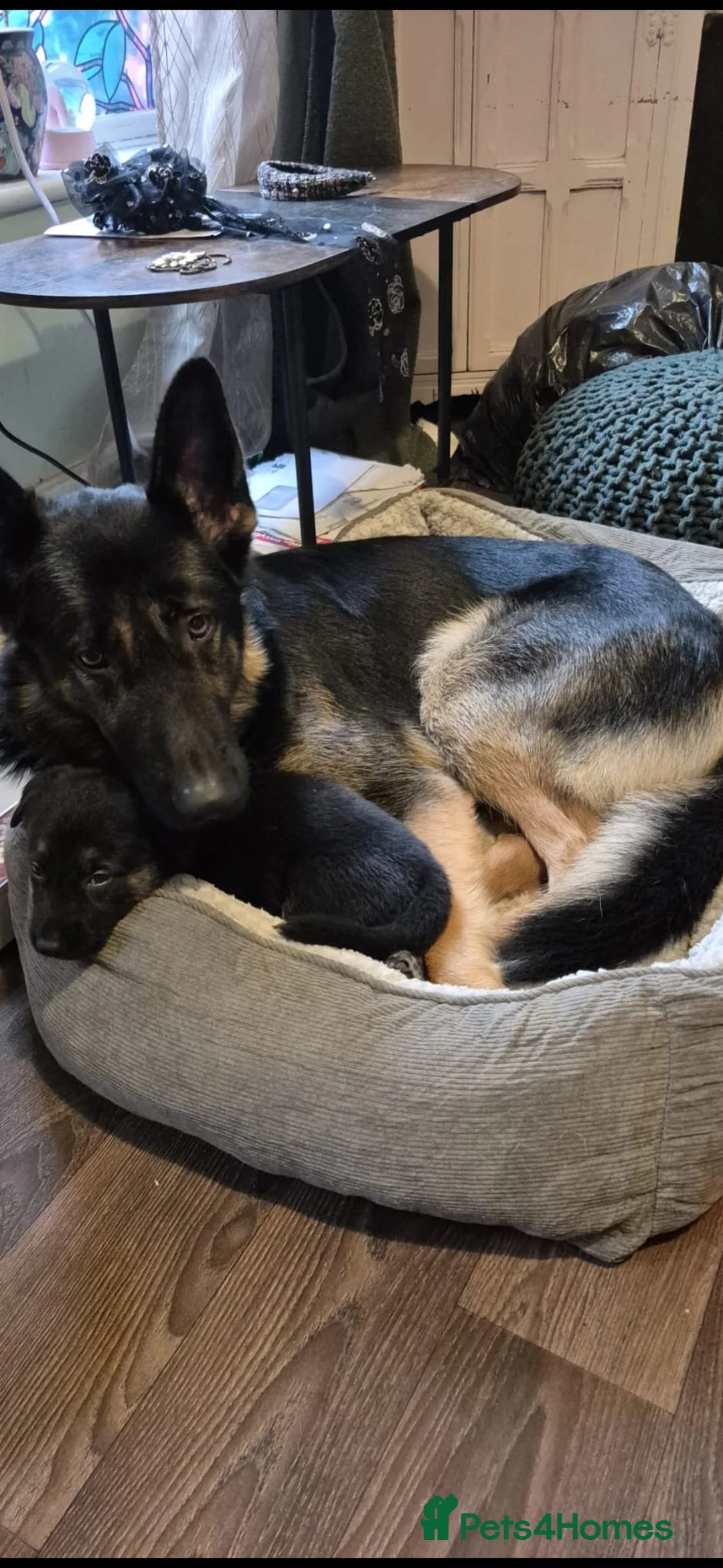 German Shepherd dogs for sale: Stunning german sheppards - Advert 3