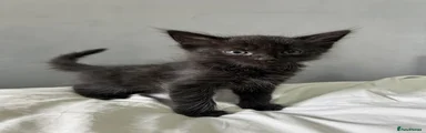 Male- All black 