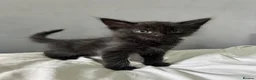 Mixed Breed cats for sale: Kittens  in Swindon - Advert 3