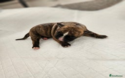 Mixed Breed dogs for sale: ADORABLE CHUNKY PUPPIES - Image 6
