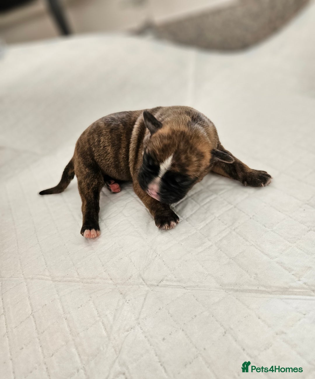 Mixed Breed dogs for sale: ADORABLE CHUNKY PUPPIES - Image 6