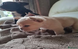 French Bulldog dogs for sale: French bulldog pups - Image 4