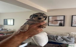 Cockapoo dogs for sale: Beautiful cockapoo puppies delivery possible - Image 7