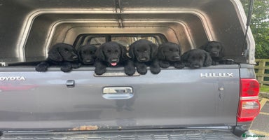Flat coated Retriever dogs in Morpeth - Advert 4