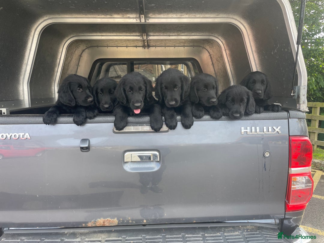 Flat coated Retriever dogs for sale: Flat coated retriever puppies in Morpeth - Image 4